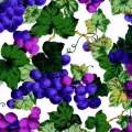 A Grapevine