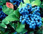 Grapes