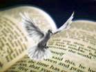 Dove landing on a Bible