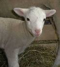 Lamb