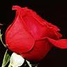 Red Rose