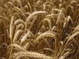 Wheat