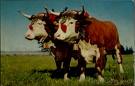 A Yoke of Oxen