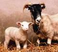 Sheep and Lamb