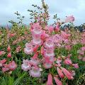 Pink Apple Blossom