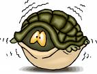 Turtle with head in Fear