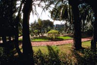 Palm Grove