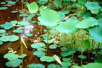 Lily Pond