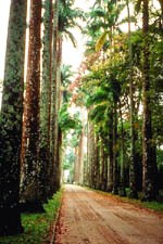 Palm Trees Lining Road