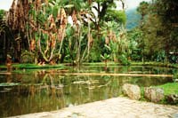 Green Oasis