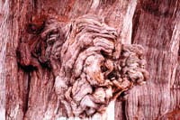 Tree Gnarl