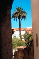 Palm Tree among Houses