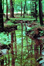 Woodland Reflections