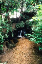 Wooded Glen