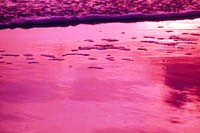 Purple Sun on Sand Shore
