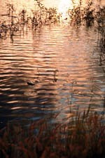 Rippling Stream
