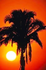 Palm Tree in Sun