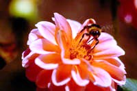 Bee feeding from a Flower