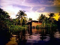 Oasis with Palm Trees