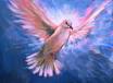 Spirit Dove