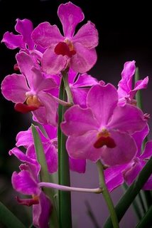 Copyright Purple Flowers