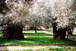 A Church Garden with a Blossoming Tree
