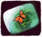 Butterfly in TV frame