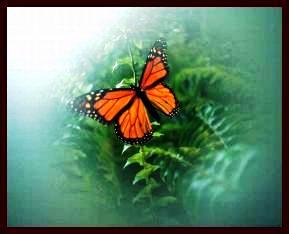 Picture of a red Admiral Butterfly