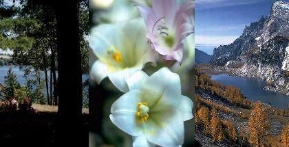 Photo of Ontario river, white flowers and BC mountains