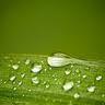 Bulrush leaves