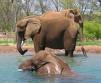 Elephant In Pool