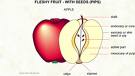 Seeds anf Fruit