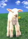 Lamb in Field