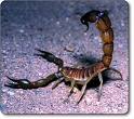 Scorpion