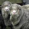 Two merino sheep