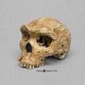 Human Skull Remains