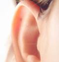 Human ear