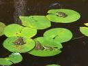 Frogs on Lily Pads