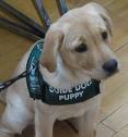 Guide Dog Puppy