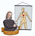 William Harvey blood circulation