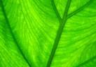 Green Leaf