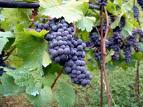 Grapes on a Grapevine