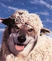Wolf in a Sheep's Clothing