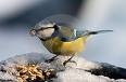 Blue Tit Bird Eating Seed