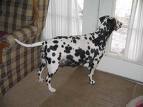 Dalmation Dog Listening at the window