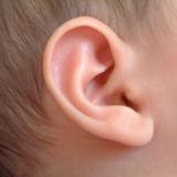 Human ear