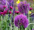 Purple and Yellow Field Flowers