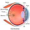 Eye Fovea