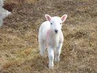 Lamb in Grass