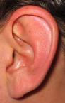 Human Ear